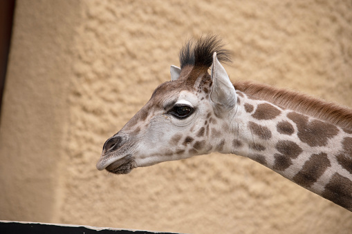 The giraffe is the tallest of all mammals. The legs and neck are extremely long. The giraffe has a short body, a tufted tail, a short mane, and short skin-covered horns.