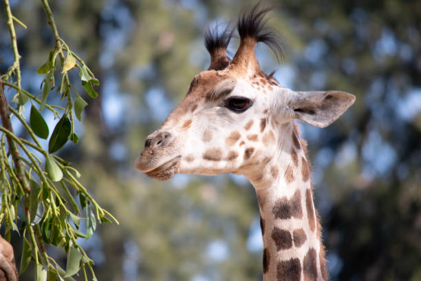 istock this is a close up of a young giraffe 2087440524