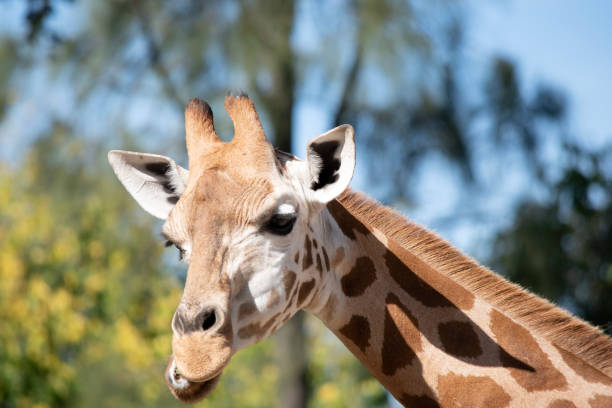 istock this is a close up of a young giraffe 2087442593