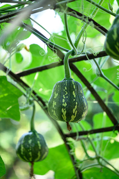 istock Green butternut squash hanging on tree in organic garden 2087459546
