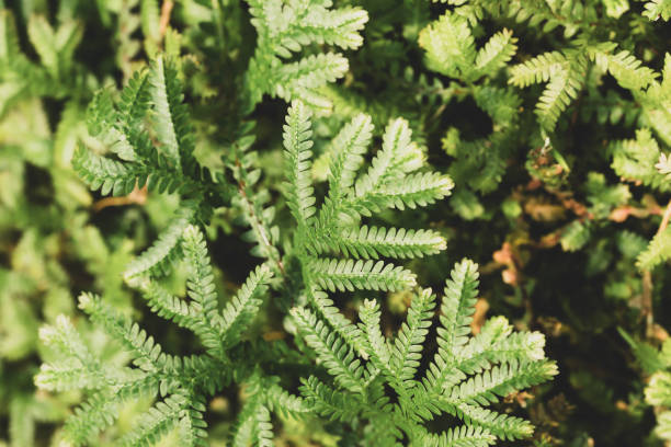 istock Green Selaginella, spikemoss or lesser clubmoss 2087461135