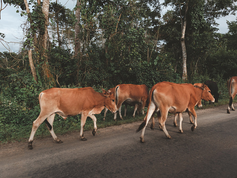 A herd of cows are walking down a road. The cows are brown and appear to be grazing
