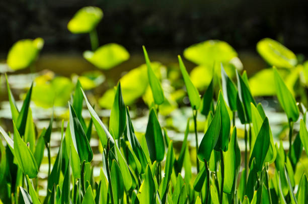 A pond with many small green leaves creates a background wallpaper