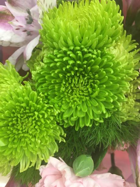 Green flowers are neutral without a lot of color