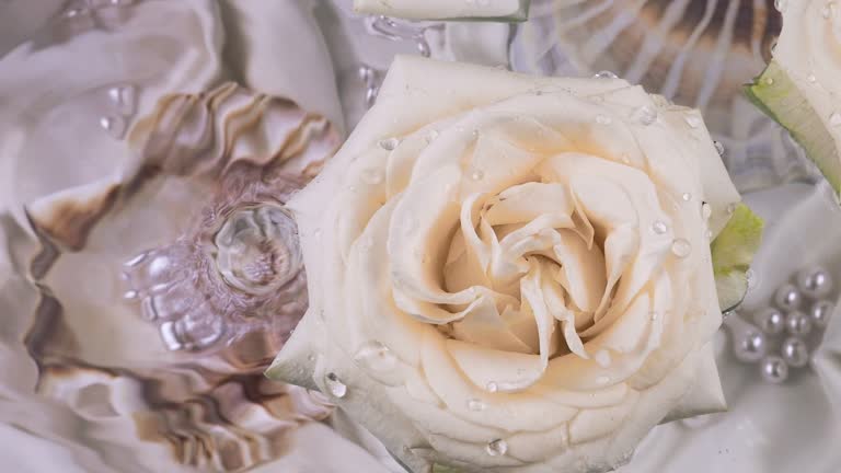 Drops of water fall on the surface of the water and floating white roses against the background of seashells with pearls underwater.