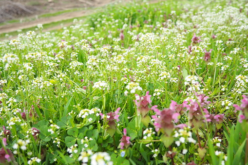 Flowers of shepherd's purse. Capsella bursa-pastoris known  because of its triangular flat fruits, purse-like, is a small annual and ruderal flowering plant in the mustard family Brassicaceae. Meadow