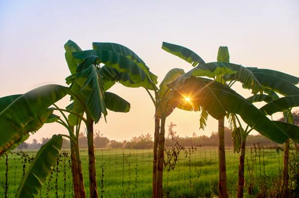 Banana tree in organic farm. stock photo