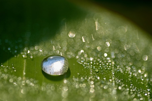 Dew  drops on the banana leaf.