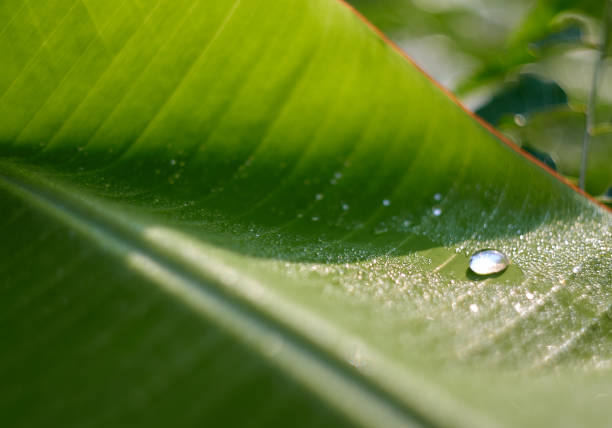 Dew  drops on the banana leaf.
