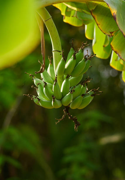 The green banana in the organic farm