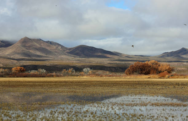 istock Wetland and Chupadera Mountains 2087547694