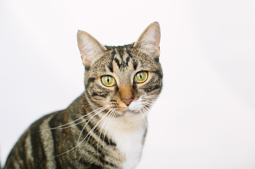 A tabby cat, isolated on a plain, white background, looks up.