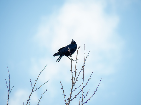 A beautiful mountain bluebird on a branch.