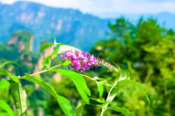 Great spangled fritillary (Speyeria cybele) on butterfly bush (Buddleia davidii), summer, Connecticut