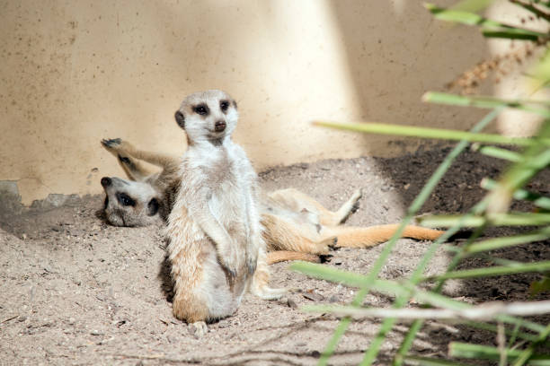 istock one meerkat is standing guard and one meerkat is resting on his back 2087627525