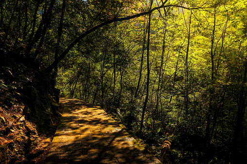 pathway in Huangshi village mountain,Zhangjiajie national forest park,Wulingyuan,Hunan,China