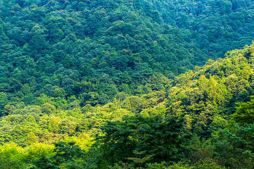 Scenic view at Zhangjiajie national forest park,Wulingyuan,Hunan,China.