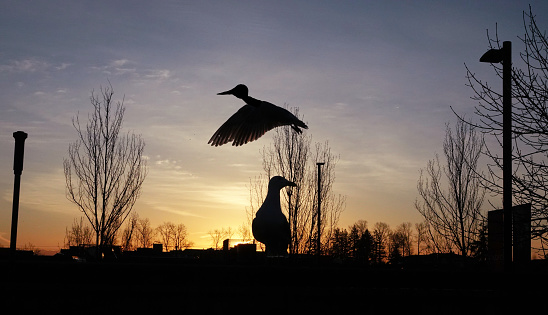 Seagull at Sunrise