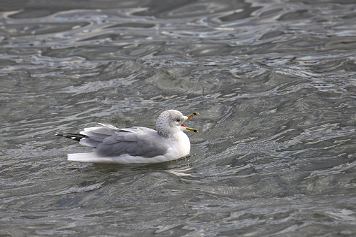 Ring-billed Gull (nonbreeding) (larus delawarensis) swimming in the ocean