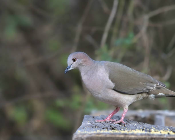 istock White-tipped Dove (leptotila verreauxi) perched on platform bird feeder 2087651491