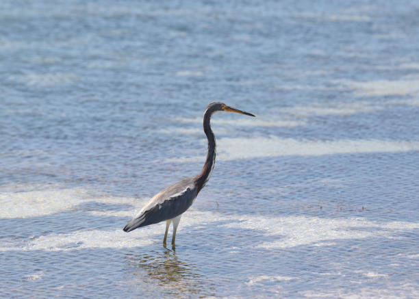 istock Tricolored Heron (egretta tricolor) standing in shallow water 2087651504