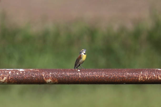 istock Dickcissel (spiza americana) calling out from it's perch on a metal pipe 2087653058
