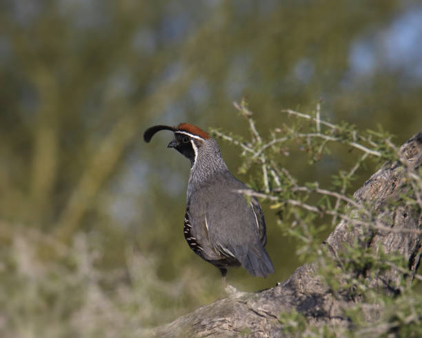 istock Gambel's Quail (male) (callipepla gambelii) perched in desert shrub 2087653060