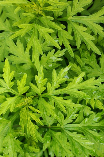 Mugwort (Artemisia indica)