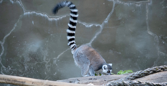 the ring tailed lemur is eating her vegetables