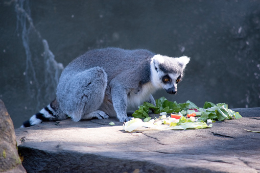 Ring-tailed lemur backs are grey to rosy brown with grey limbs and dark grey heads and necks. They have white bellies.