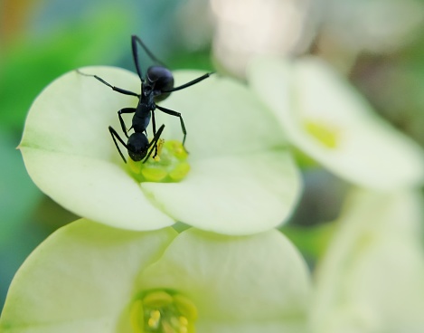 camponotus rufoglaucus sucks euphorbia flower nectar