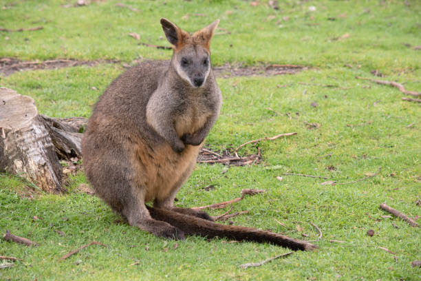istock the swamp wallaby is resting 2087723671