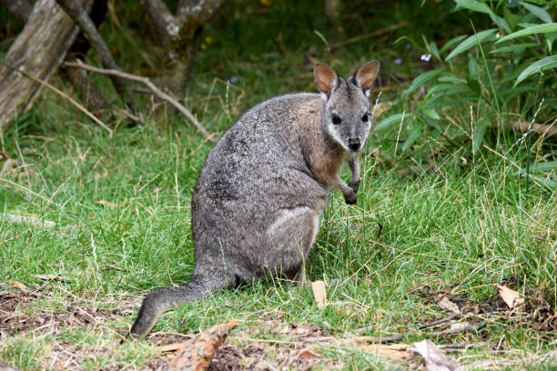 istock the tammar wallaby is standing on its hind legs 2087725243