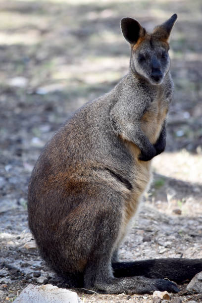 istock the swamp wallaby is in a field 2087727335