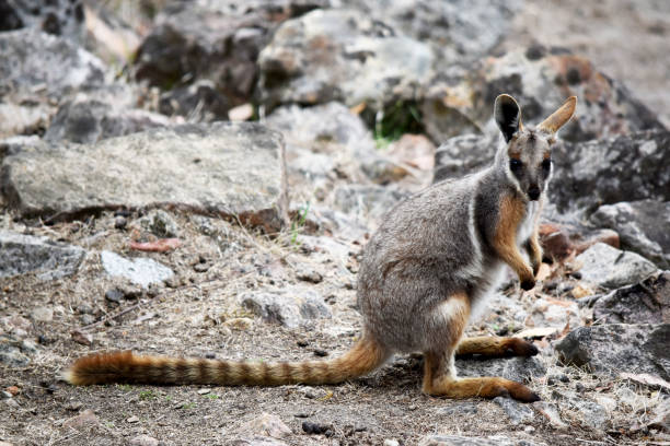 istock the yellow footed rock wallaby is standing in a rocky hill 2087729401