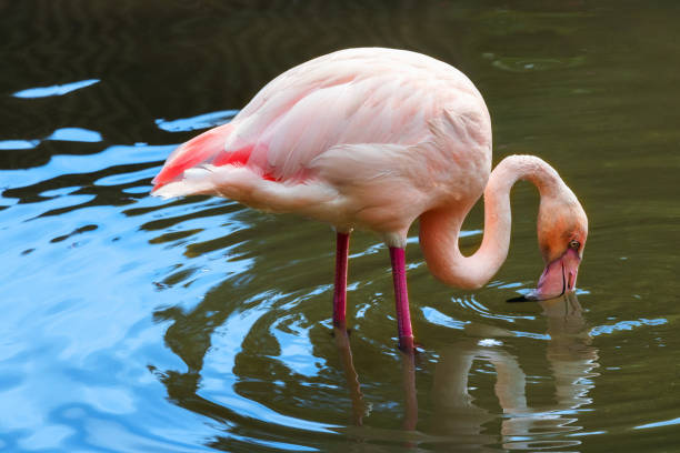istock Pink flamingo feeding 2087777325