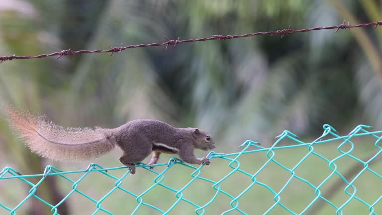 The plantain squirrel, oriental squirrel or tricoloured squirrel Callosciurus notatus is a species of rodents in the family Sciuridae found in Indonesia, Malaysia, Singapore, and Thailand eating