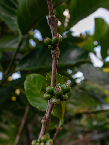 A bunch of green coffee beans are hanging from a tree. The beans are small and green, and they are clustered together. Concept of freshness and natural beauty