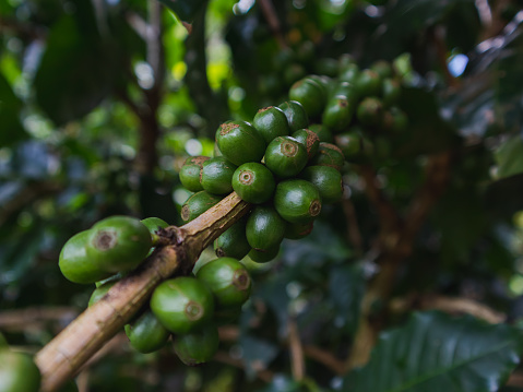 A bunch of green coffee beans are hanging from a tree. The beans are small and green, and they are clustered together. Concept of freshness and natural beauty