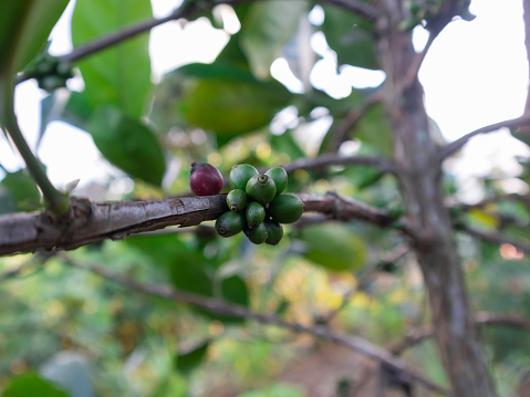 A bunch of green coffee beans are hanging from a tree. The beans are small and green, and they are clustered together. Concept of freshness and natural beauty