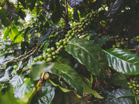 A bunch of green coffee beans are hanging from a tree. The beans are small and green, and they are clustered together. Concept of freshness and natural beauty