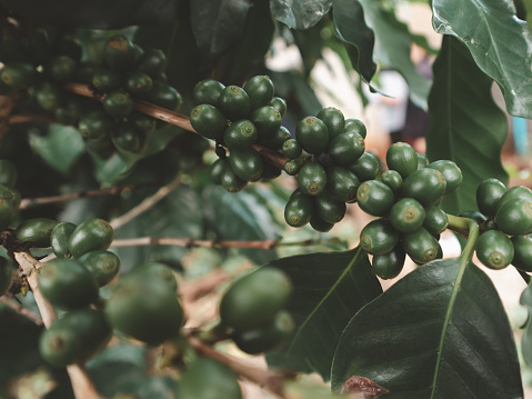 A bunch of green coffee beans are hanging from a tree. The beans are small and green, and they are clustered together. Concept of freshness and natural beauty