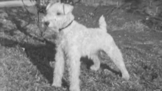 Wire Fox Terrier Dog with Its Wiry White Coat Gleaming in the Warm Sunlight of a 1930s Morning. Pure Joy and Carefree Adventure for this Energetic Terrier on a Beautiful Day. 1930s Vintage Footage.
