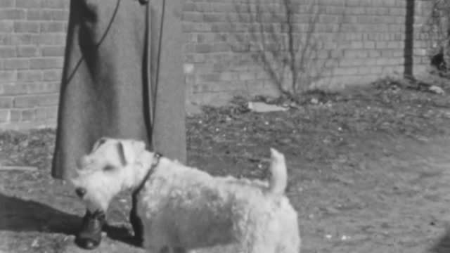 Woman with Wire Fox Terrier Dog Outdoor. It is a Small Breed of Dog Known for its Lively Spirit and Energetic Gait. Its Wiry White Coat Gleaming in the Sunlight. 1930s Vintage Footage.