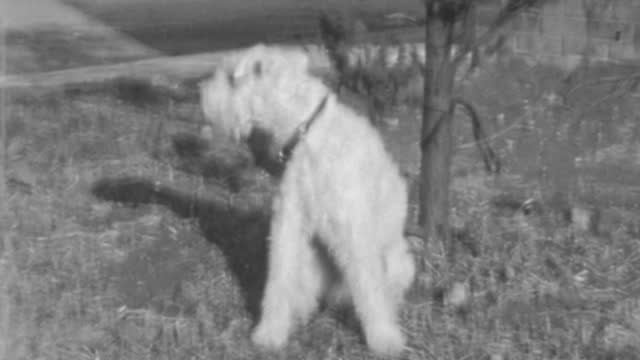 Wire Fox Terrier Dog Tied to a Bush Barks for Owner to Come Get Him and Untie Him. Surrounded by a Lawn Landscape on a Sunny Summers Day. 1930s Black and White Vintage Footage.