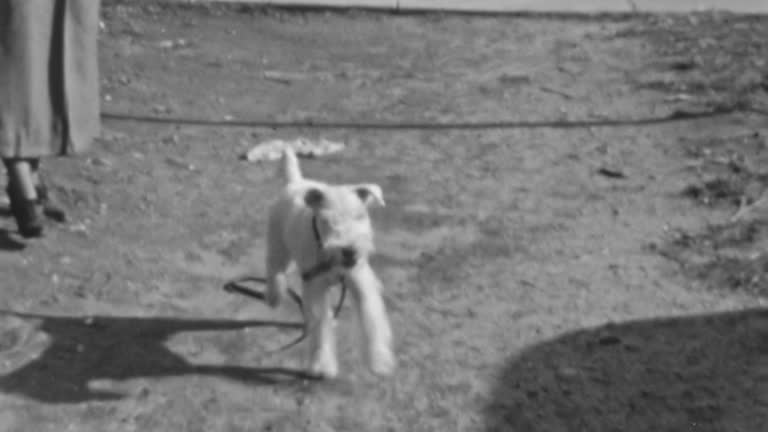 Woman Rewards Her Dog for Doing Tricks During Outdoor Walk on a Fall Morning. Happy Dog Walks with the Prize in his Mouth. Daily Routine Walk. 1930s Vintage Black and White Footage.