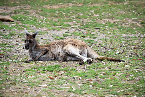 Western grey kangaroos have a finely haired muzzle. They have light to dark-brown fur. Paws, feet and tail tips vary in colour from brown to black.