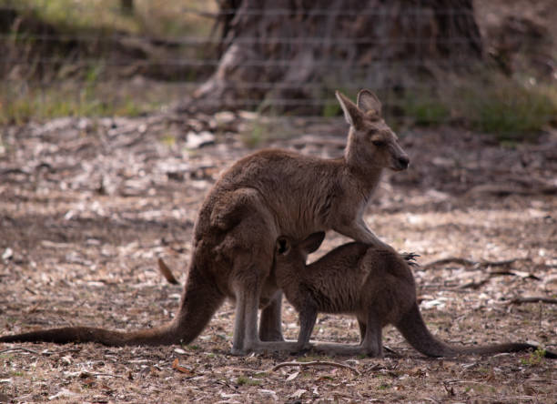 le kangourou de l’île kangourou nourrit son joey à partir de la poche - joey kangaroo young animal feeding photos et images de collection
