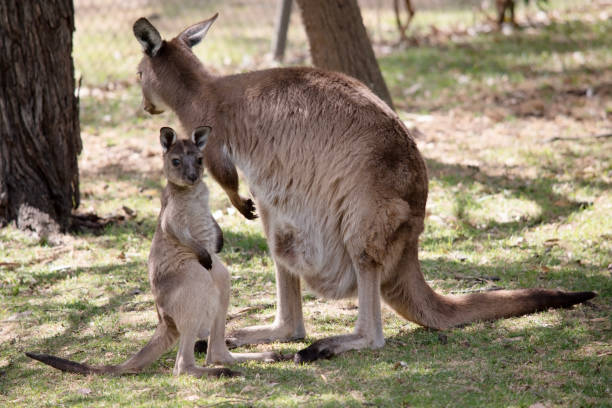 istock the the Kangaroo-Island kangaroo is looking after her joey 2087852282