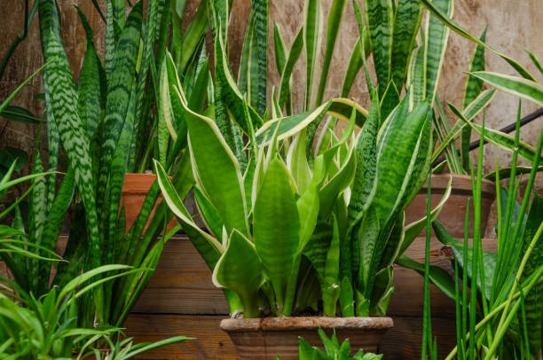 istock Sansevieria in a pot house flower 2087865777